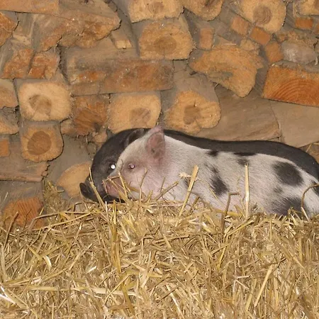 Hoevedomein Polderrust דירה *