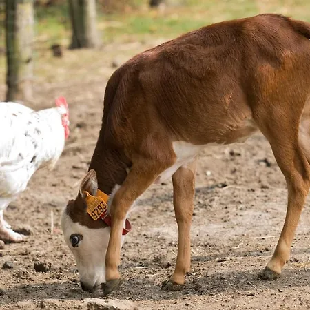 Hoevedomein Polderrust * ניופורט