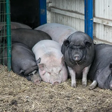 Apartamento Hoevedomein Polderrust