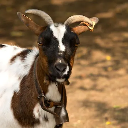 Hoevedomein Polderrust