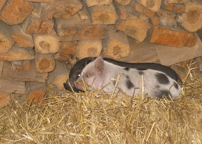 Hoevedomein Polderrust Apartmán *