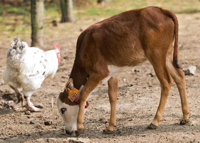 Hoevedomein Polderrust * Nieuwpoort