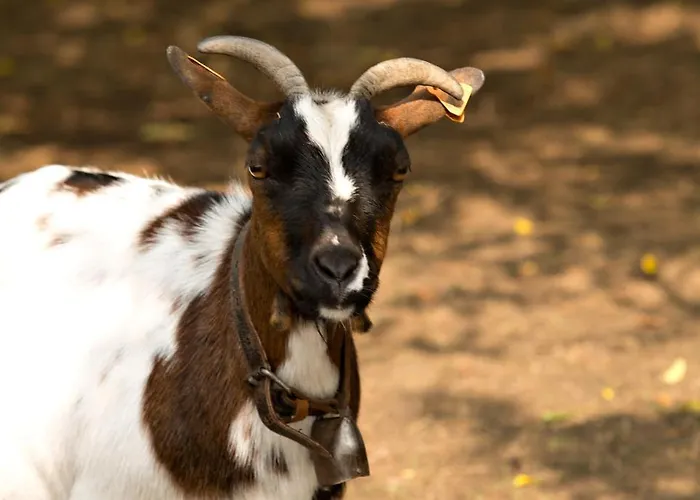 Hoevedomein Polderrust